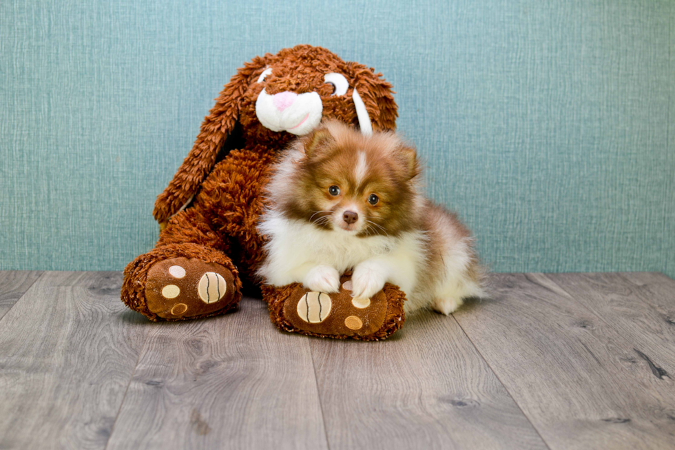 Pomeranian Pup Being Cute