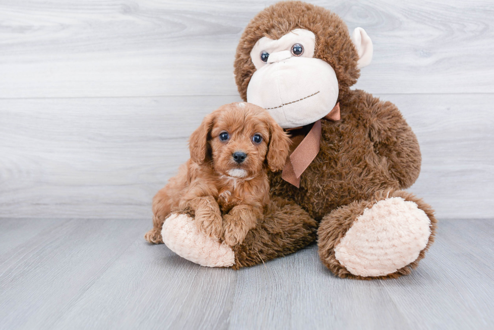 Sweet Cavapoo Baby