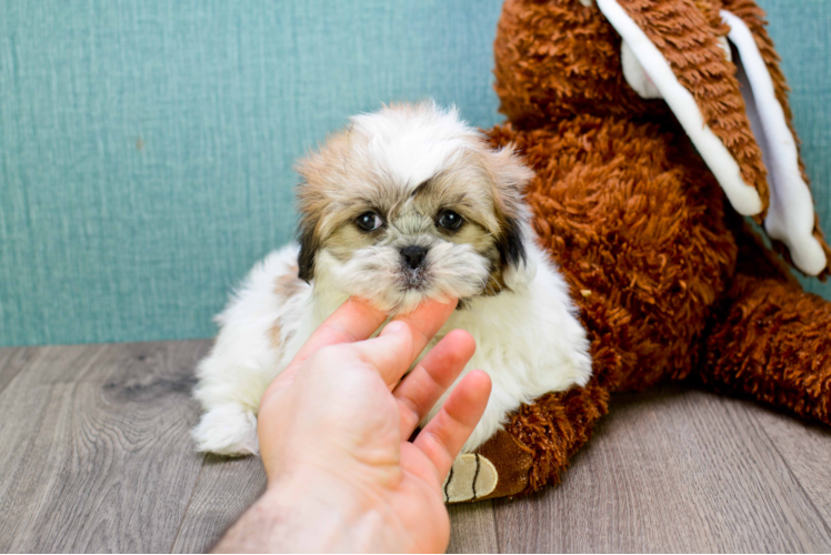Best Teddy Bear Baby