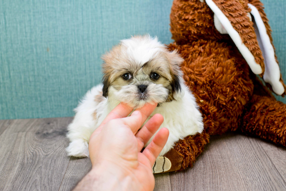 Best Teddy Bear Baby