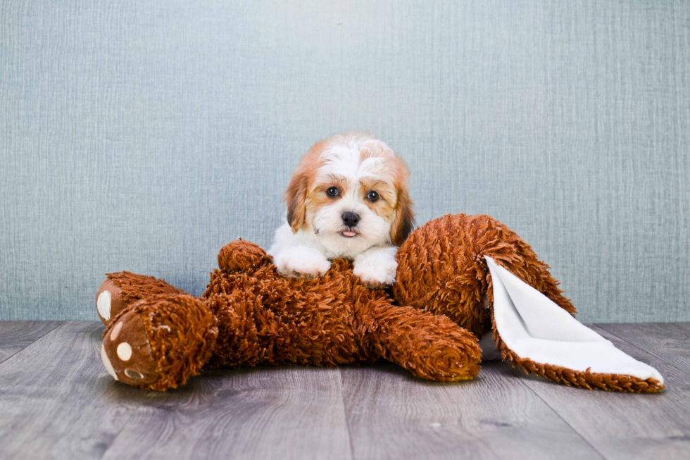 Popular Teddy Bear Designer Pup