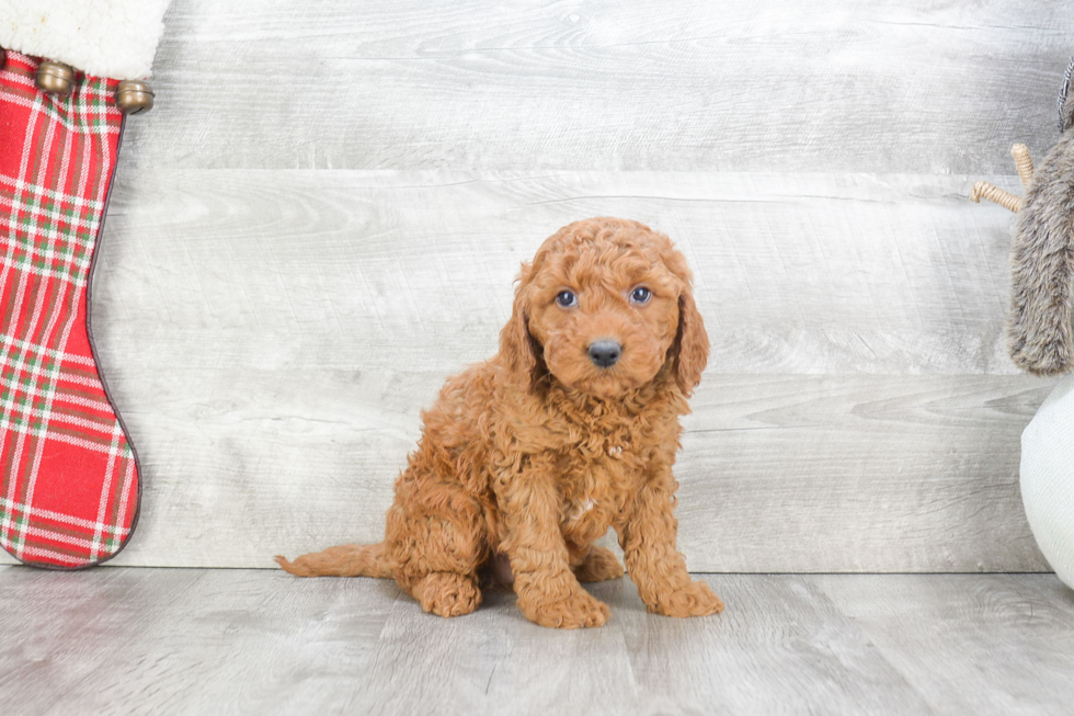 Fluffy Mini Goldendoodle Poodle Mix Pup