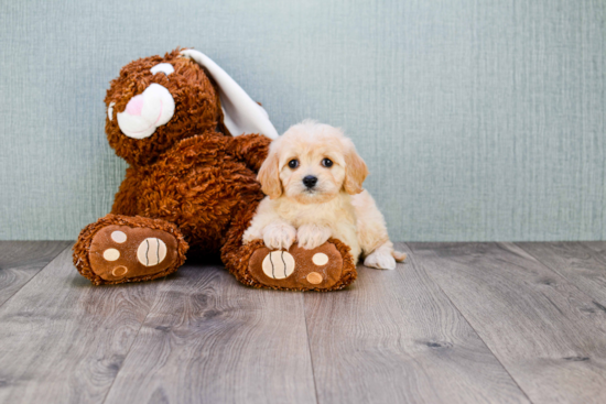 Friendly Cavachon Baby