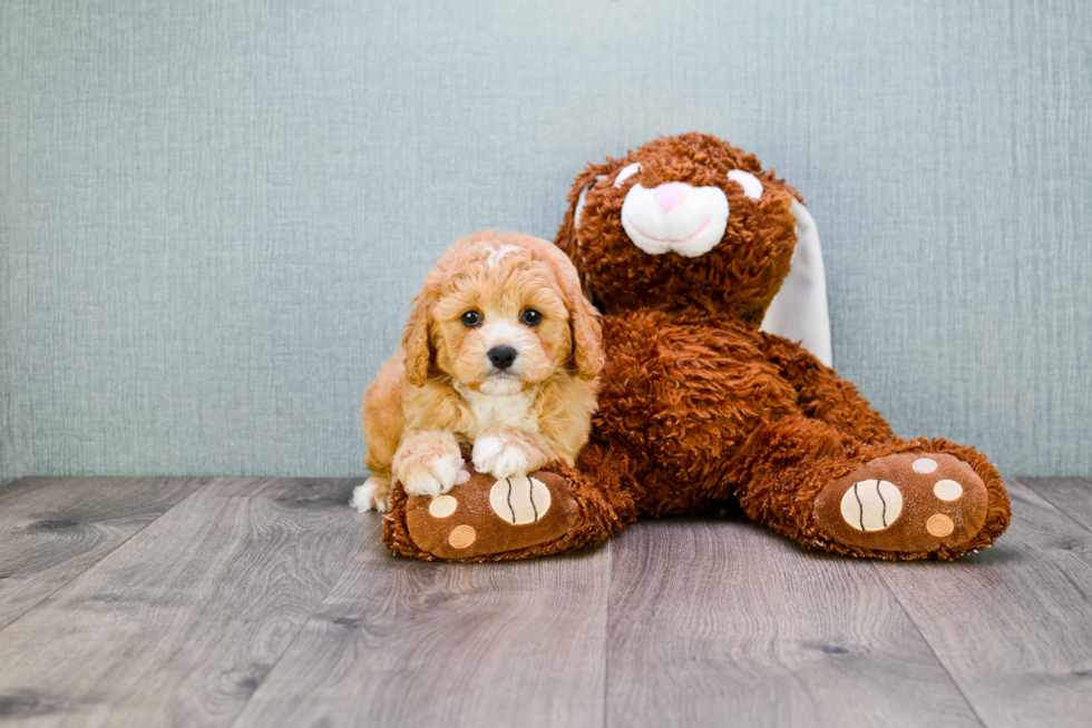 Cavapoo Pup Being Cute