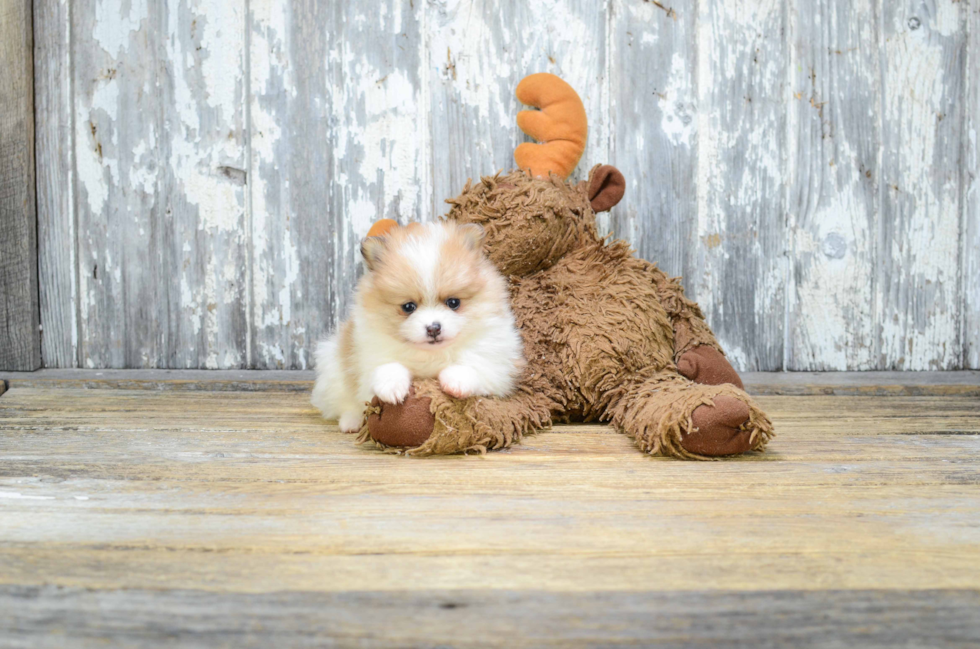 Pomeranian Puppy for Adoption