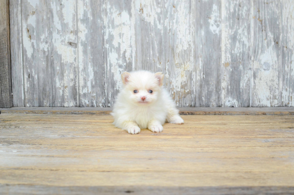 Pomeranian Puppy for Adoption