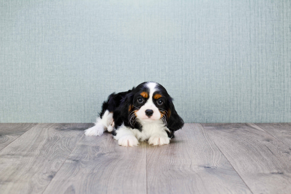 Cavalier King Charles Spaniel Pup Being Cute