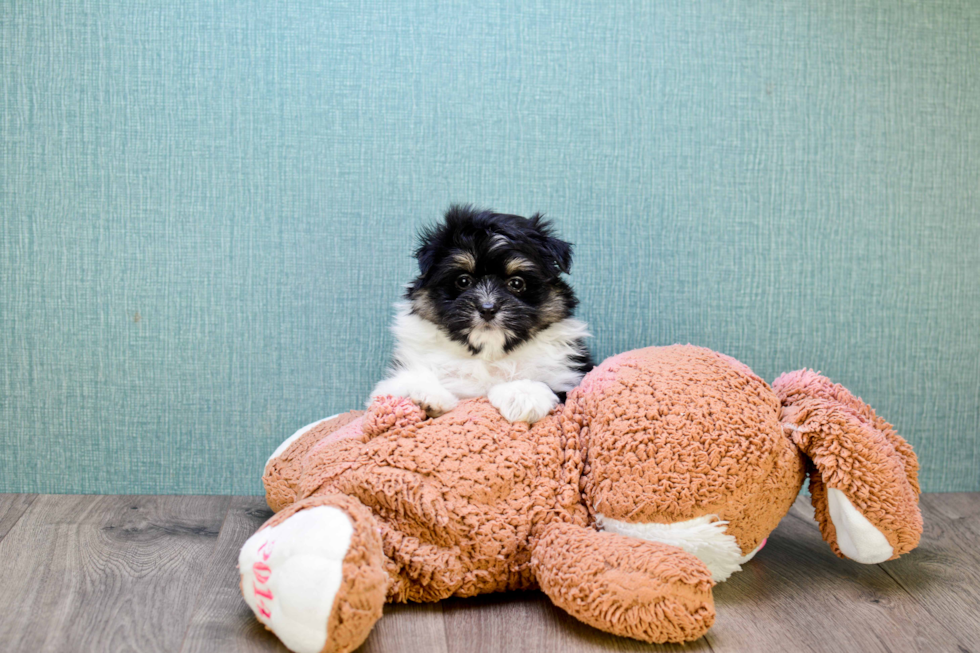 Maltipom Pup Being Cute