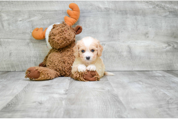 Best Cavachon Baby