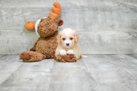 Best Cavachon Baby