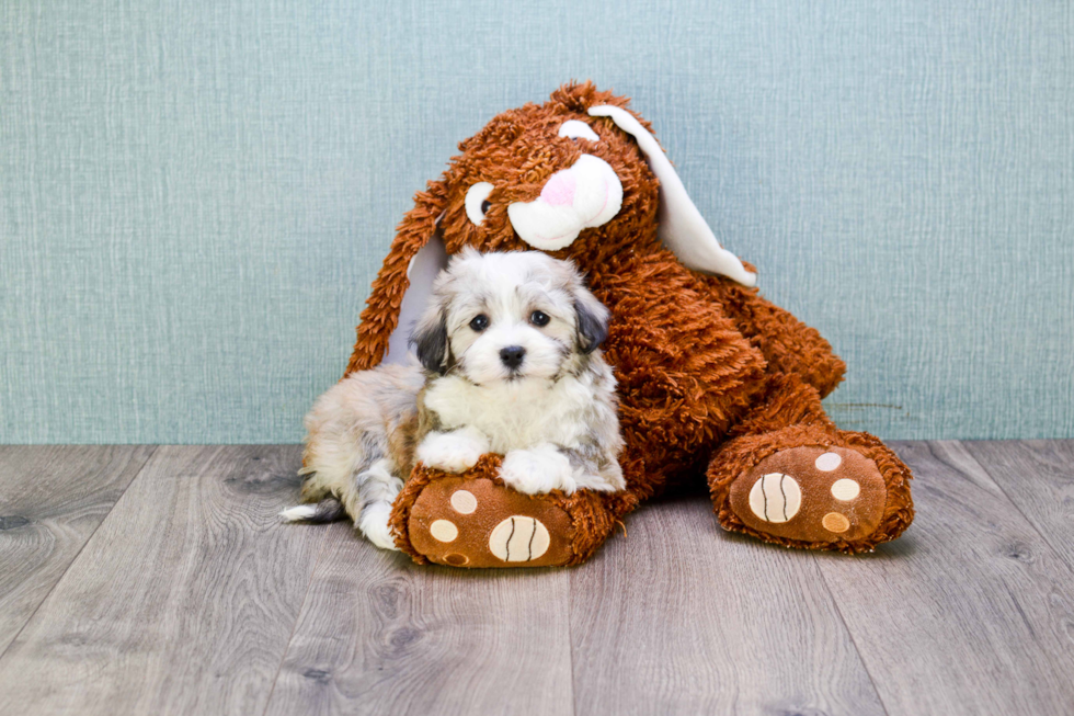 Best Havanese Baby