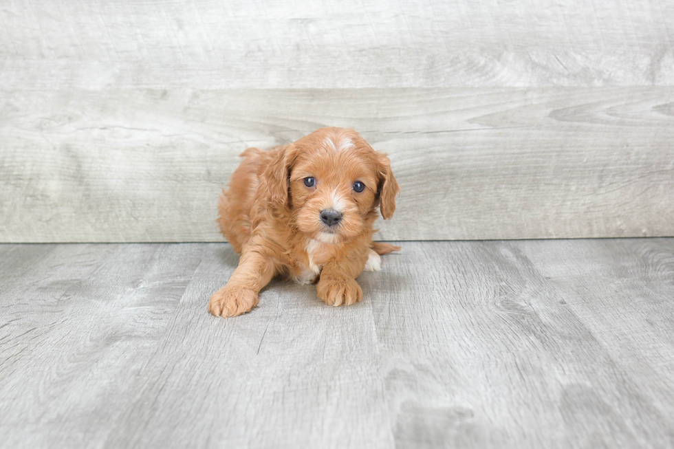 Cavapoo Puppy for Adoption