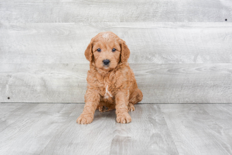 Mini Goldendoodle Pup Being Cute