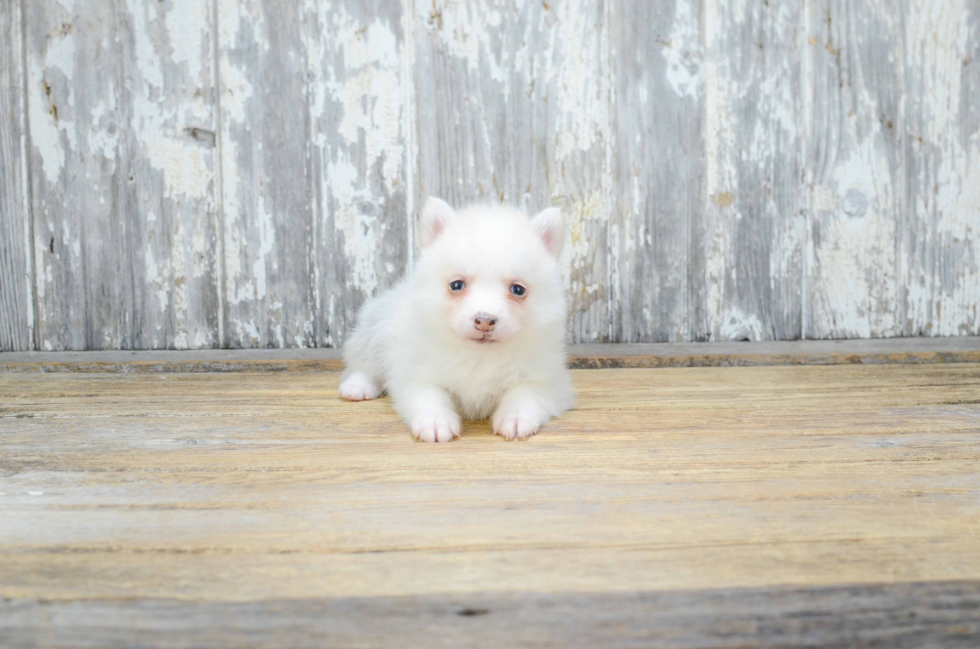 Pomsky Pup Being Cute