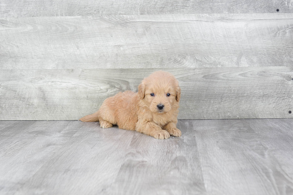 Energetic Golden Retriever Poodle Mix Puppy