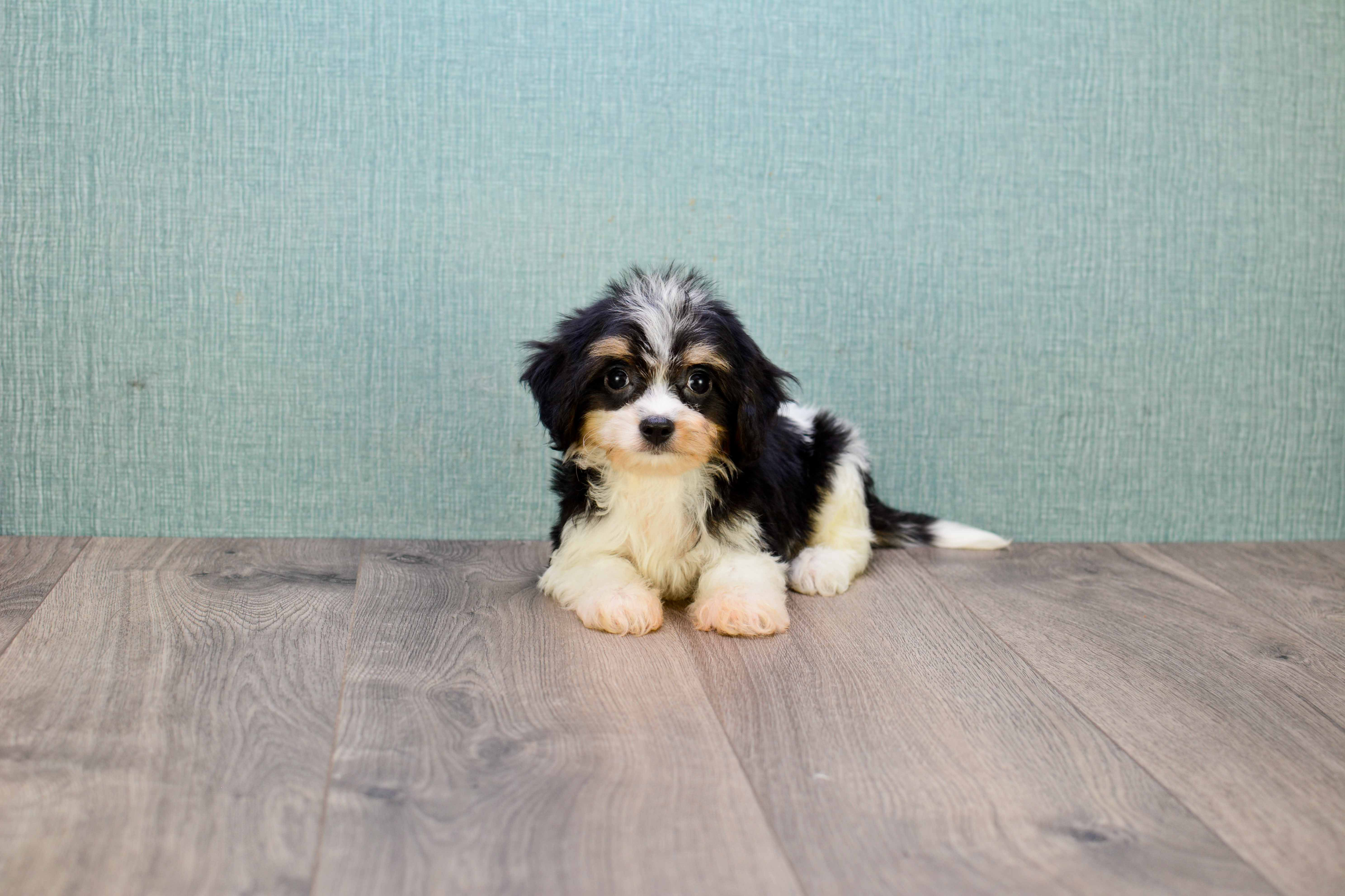 Popular Cavachon Designer Pup