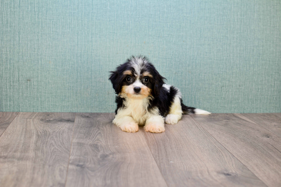 Popular Cavachon Designer Pup