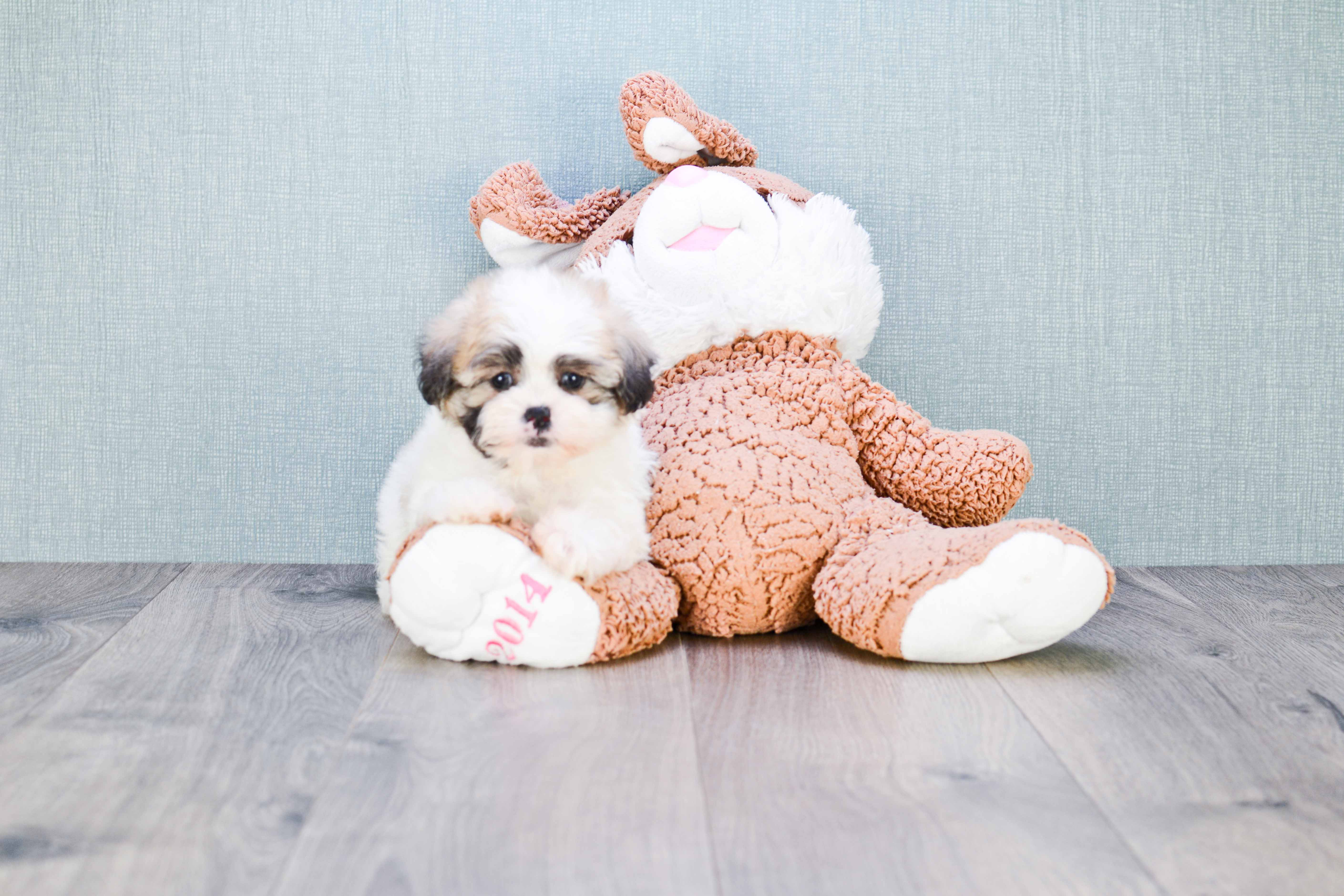 Energetic Shi Chon Designer Puppy