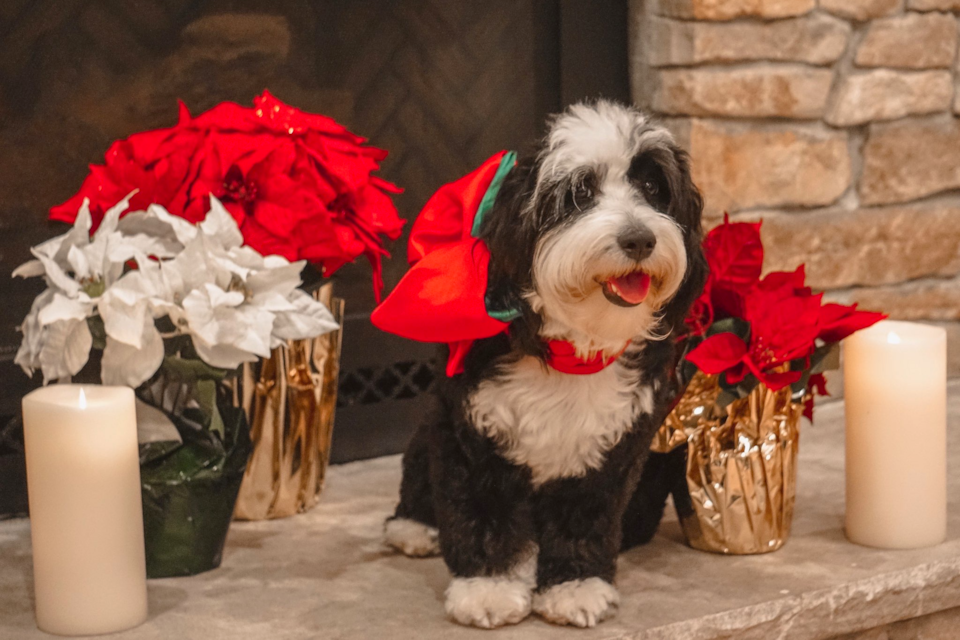 Could This Be Your New Best Friend Mini Bernedoodle Puppies For Sale Inside - td9frvo