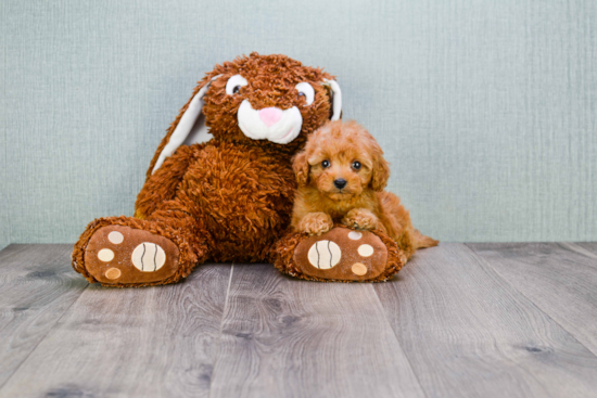 Cavapoo Pup Being Cute