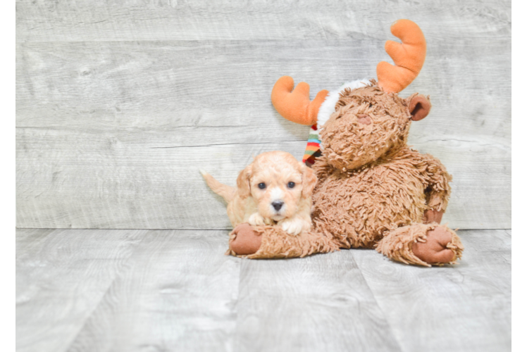 Cavapoo Pup Being Cute