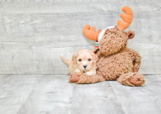 Cavapoo Pup Being Cute