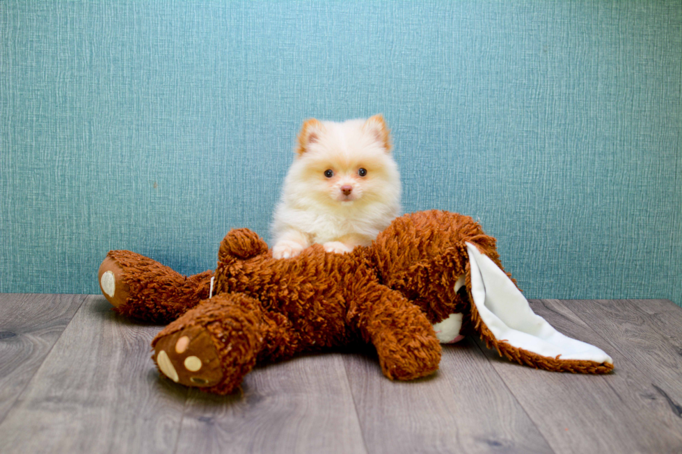 Sweet Pomeranian Purebred Puppy