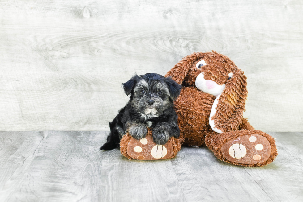 Best Morkie Baby