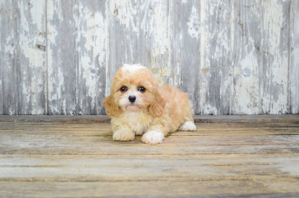 Popular Cavachon Designer Pup