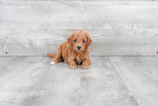 Cute Mini Goldendoodle Baby