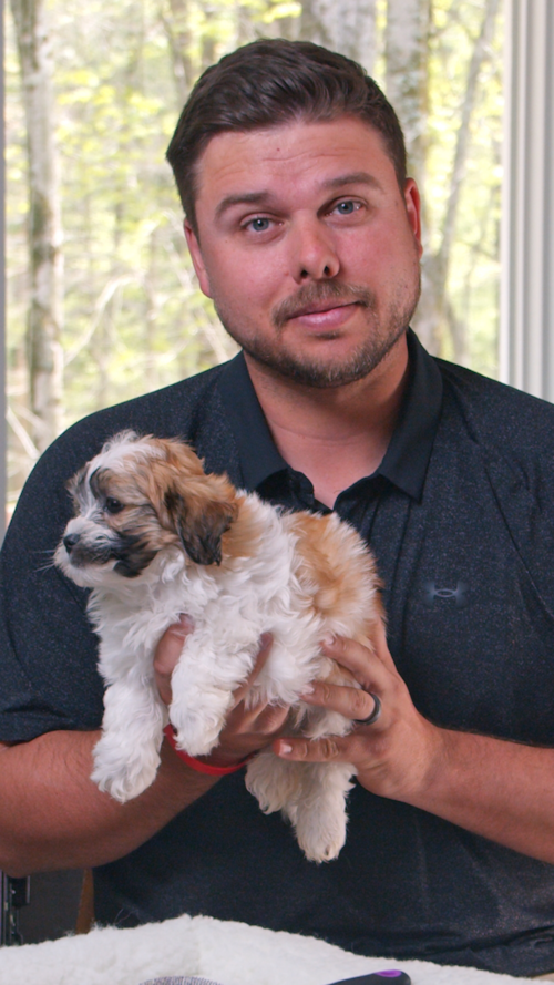 Premier Pups  If You’ve Ever Typed Teddy Bear Puppy Into Google | One of the biggest reasons families love Teddy Bear puppies is temperament. Trending Video