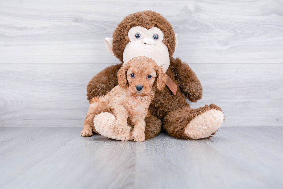 Cavapoo Puppy for Adoption