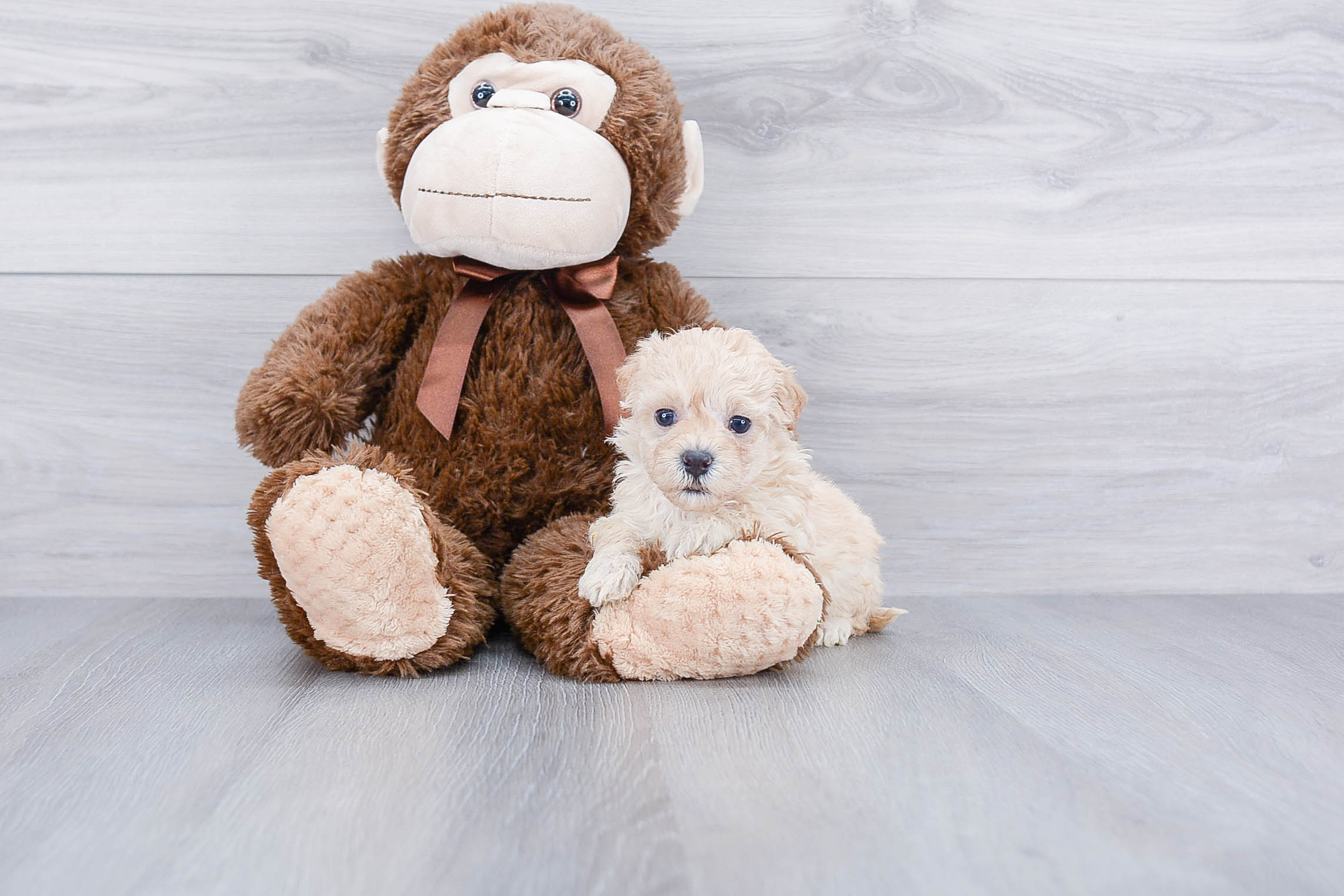 Best Maltipoo Baby