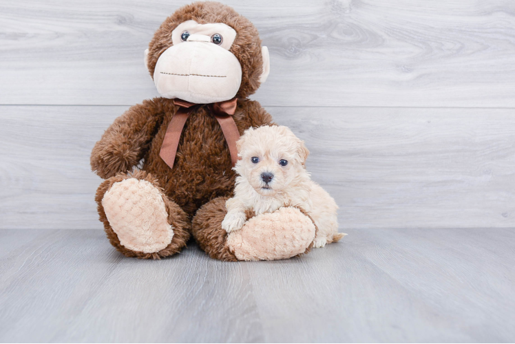 Best Maltipoo Baby