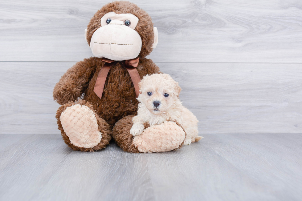 Best Maltipoo Baby
