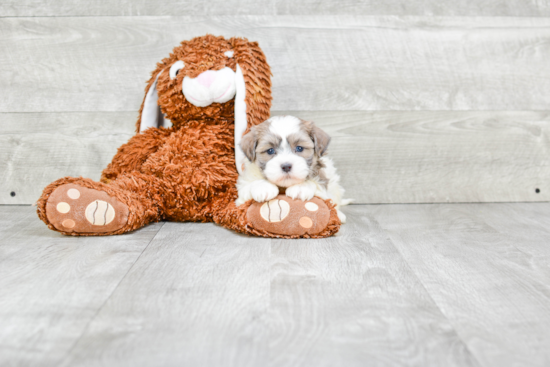 Funny Teddy Bear Designer Pup