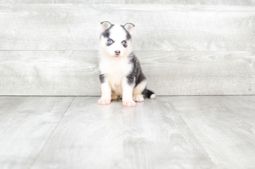 Pomsky Puppy for Adoption