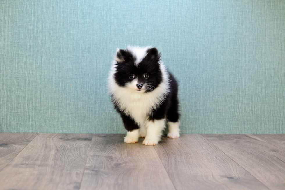 Small Pomeranian Purebred Pup