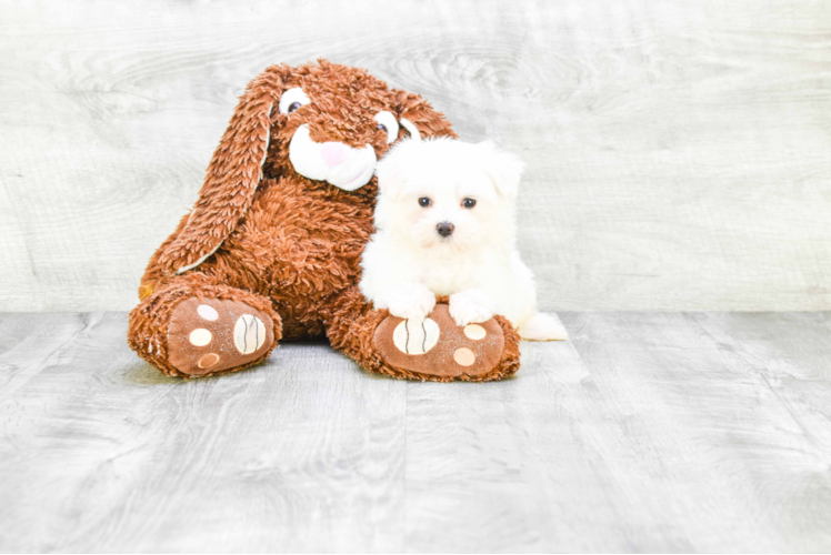 Maltese Puppy for Adoption