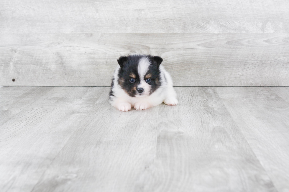 Pomeranian Pup Being Cute