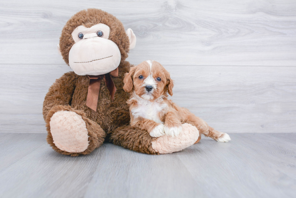 Energetic Cavoodle Poodle Mix Puppy