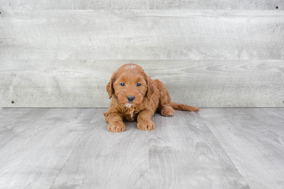 Sweet Mini Goldendoodle Baby