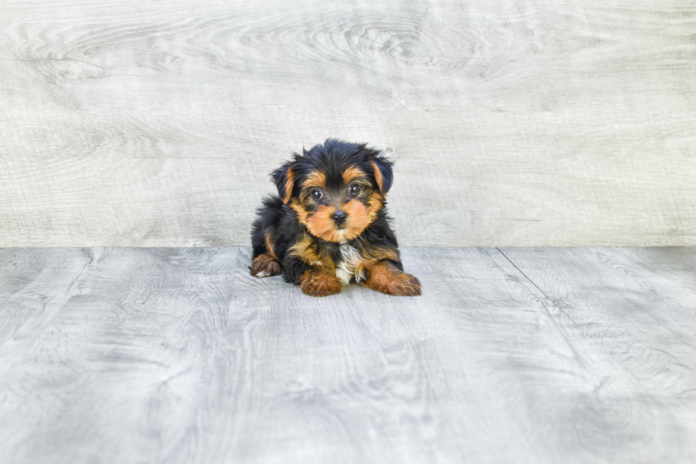 Meet Jeremy - our Yorkshire Terrier Puppy Photo 