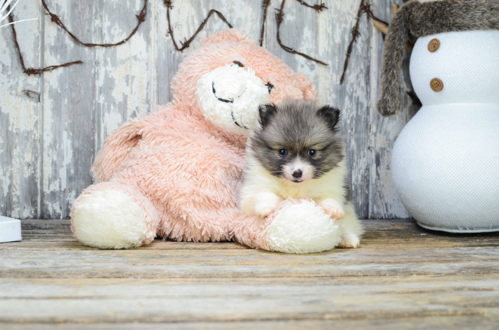 Popular Pomeranian Baby