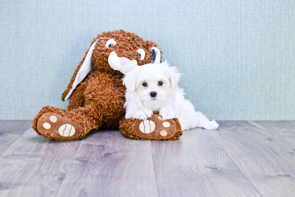 Akc Registered Maltese Purebred Pup