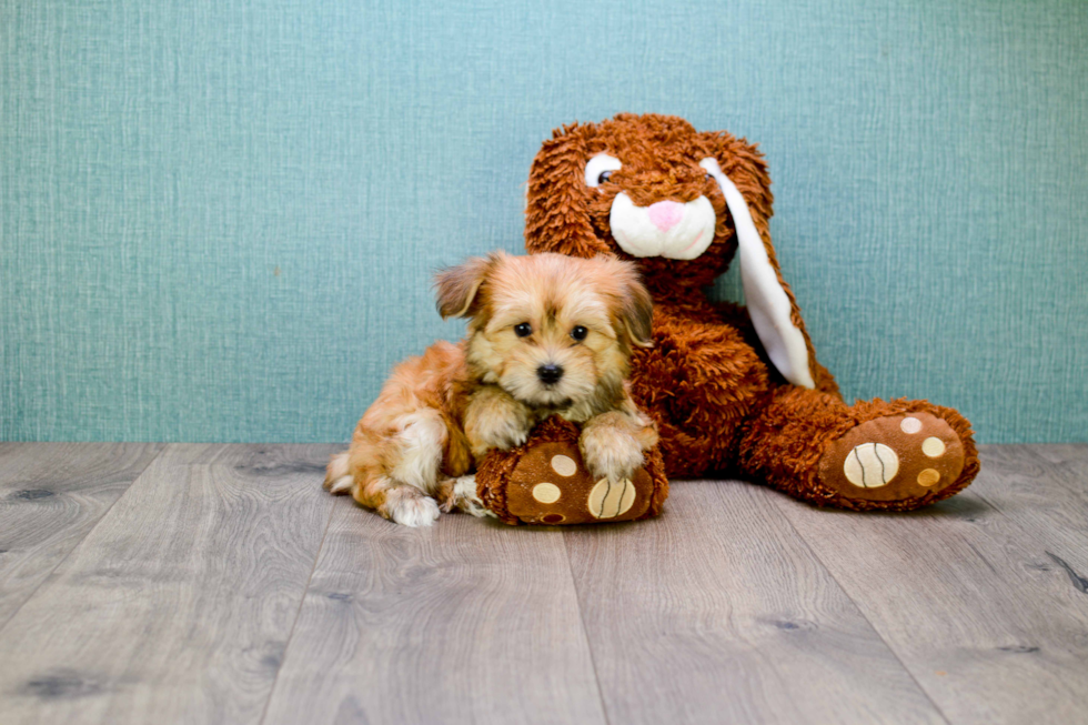 Happy Morkie Baby