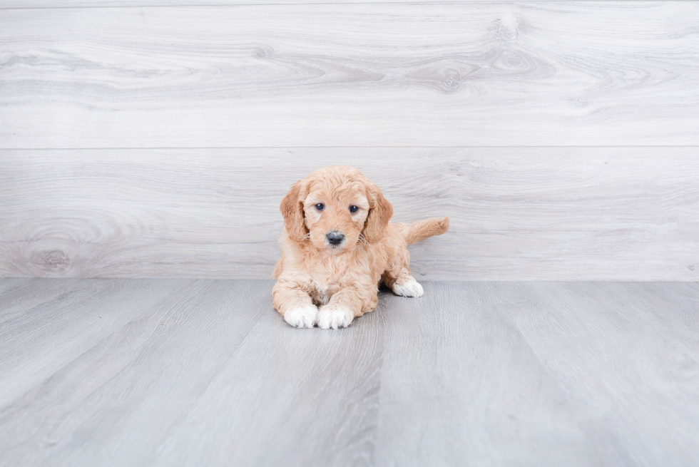 Mini Goldendoodle Puppy for Adoption