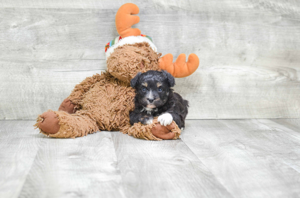 Best Mini Aussiedoodle Baby