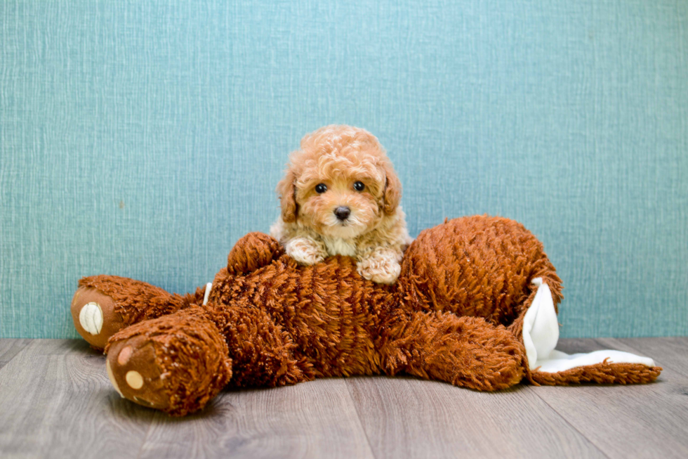 Cavapoo Pup Being Cute