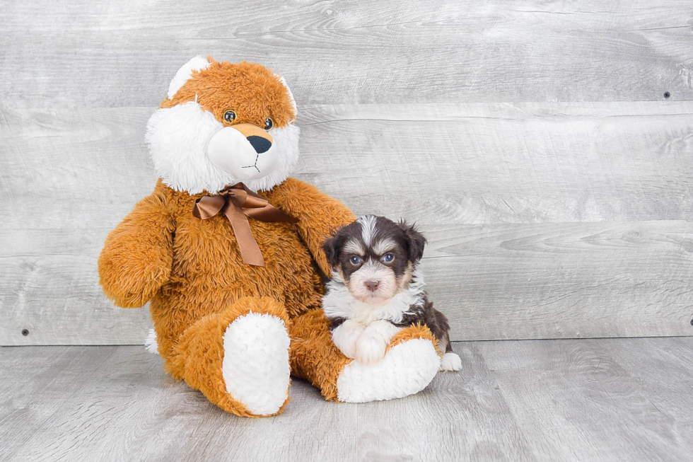 Smart Havanese Purebred Puppy